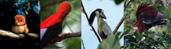 Aves -  Peru A Travel.jpg