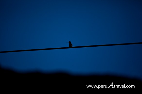 Birdwatchin Peru A Travel 6.jpg