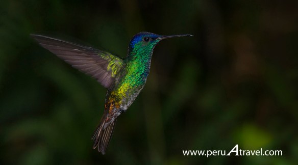Birdwatchin Peru A Travel.JPG