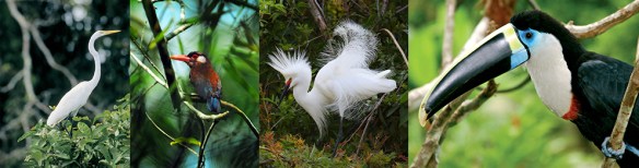 aves iquitos peru a travel.jpg