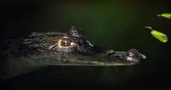 Caiman - Peru A Travel.jpg