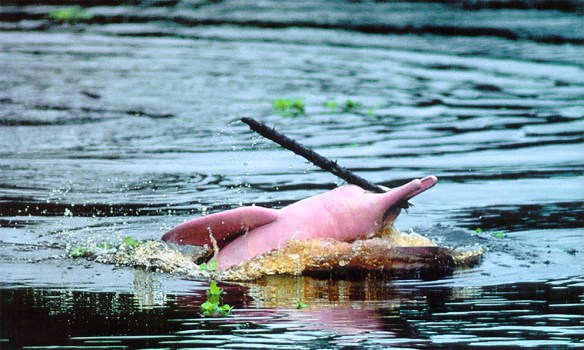 Delfin Rosado Perú A Travel.jpg