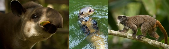 mamiferos - peru a travel.jpg