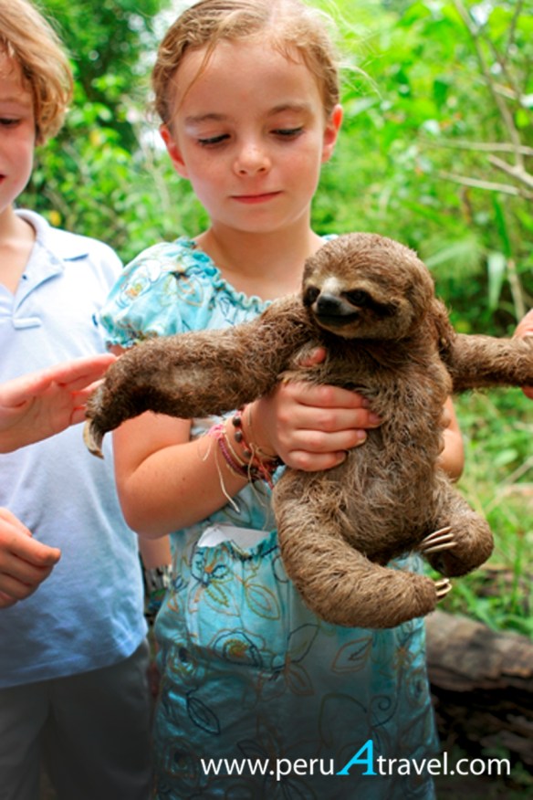 Peresoso - Peru A Travel.jpg